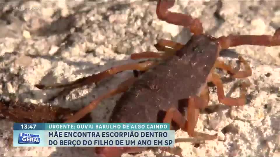 Mãe encontra escorpião dentro do berço do filho em Adamantina, interior de São Paulo 