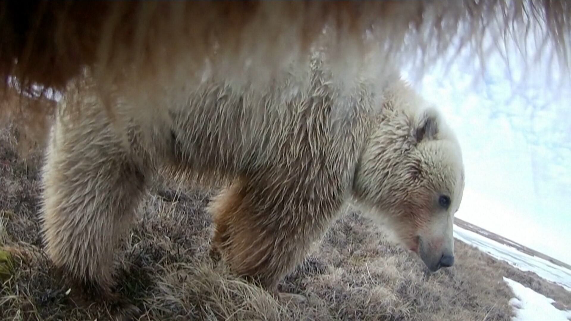 Cientistas registram rotina de ursos-pardos no Alasca