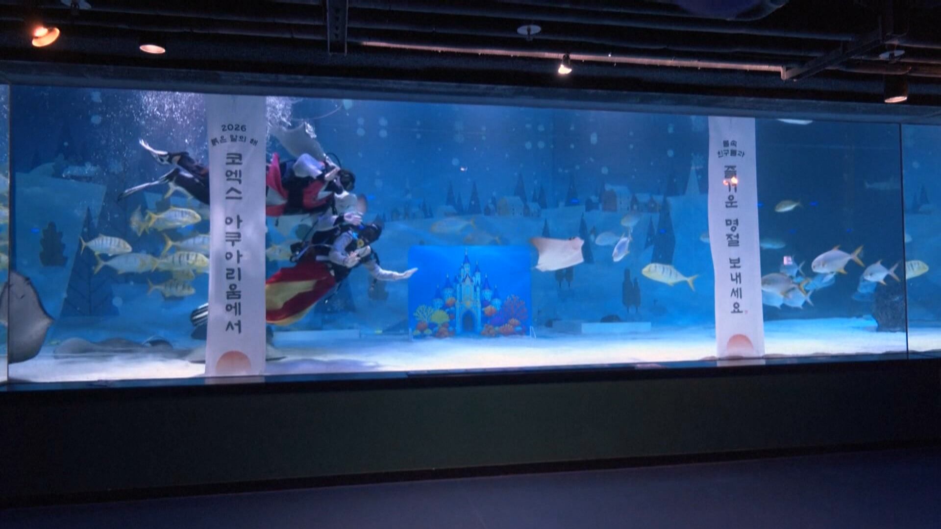 Vestidos de roupa típica, mergulhadores nadam com arraias