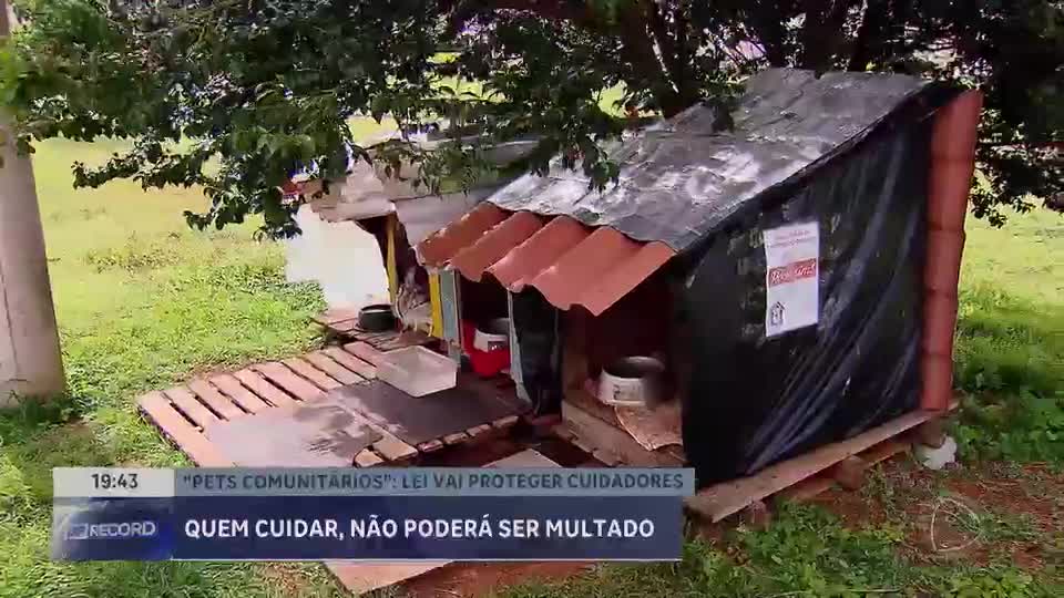 Nova lei no Distrito Federal garante direitos a animais comunitários em condomínios