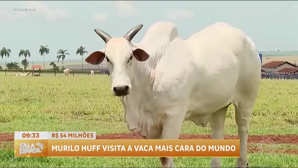 Murilo Huff compra parte da vaca mais cara do mundo