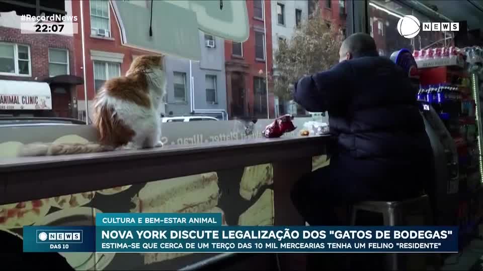 Presença de felinos em comércios gera debate nos EUA