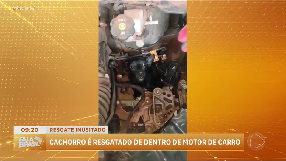 Cachorro é resgatado de motor de carro em garagem de casa