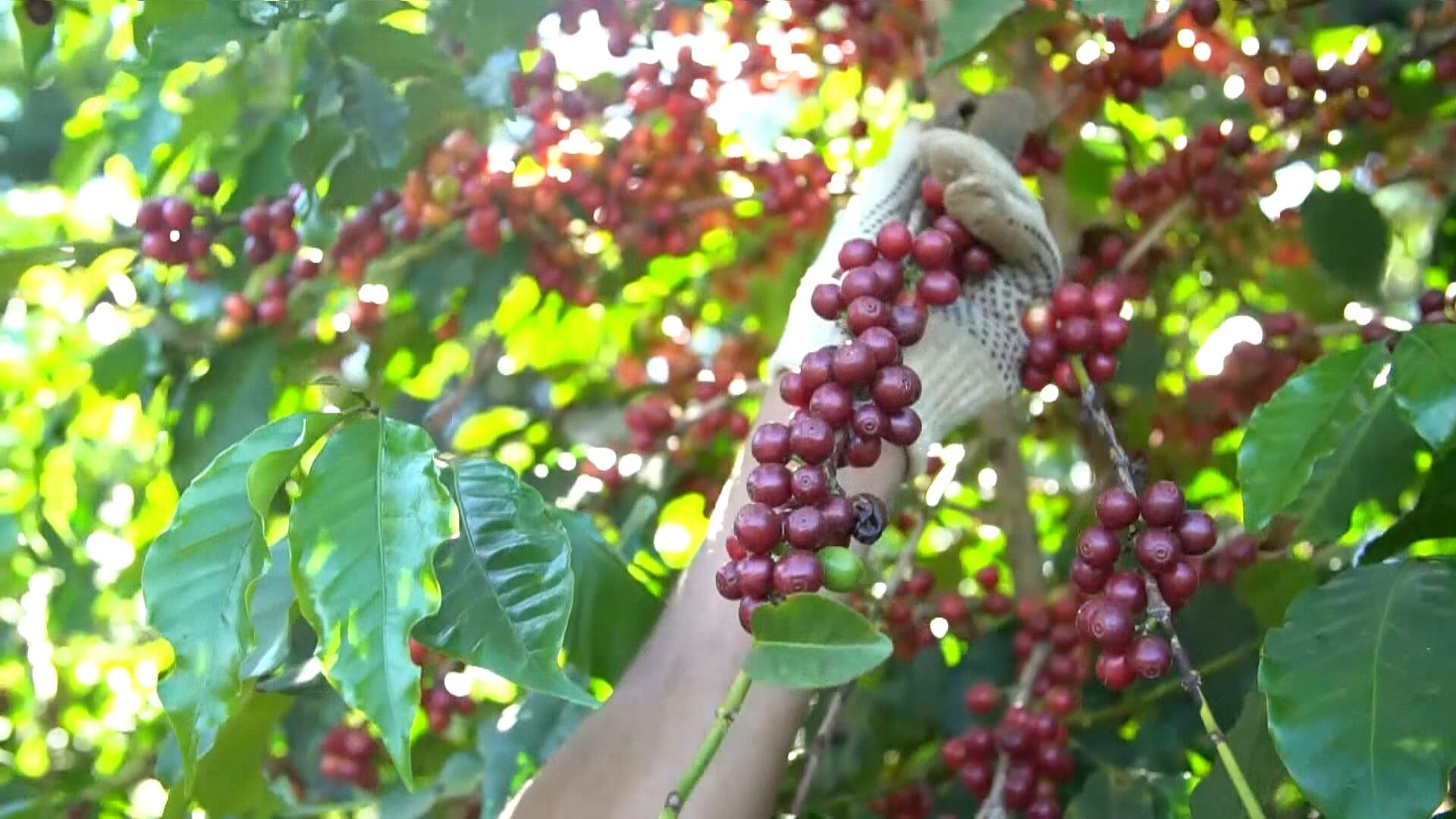 Setor cafeeiro amplia ações para promoção do trabalho decente