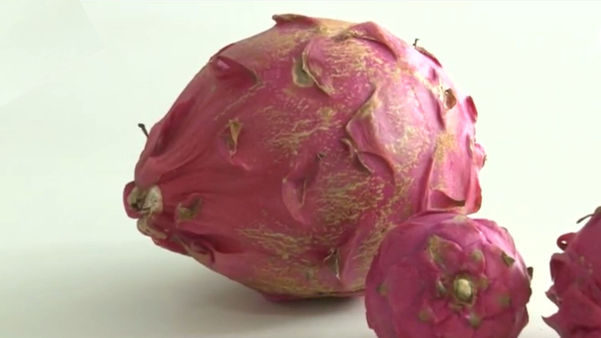 Produtor de São Paulo colhe fruta exótica de quase 2 quilos