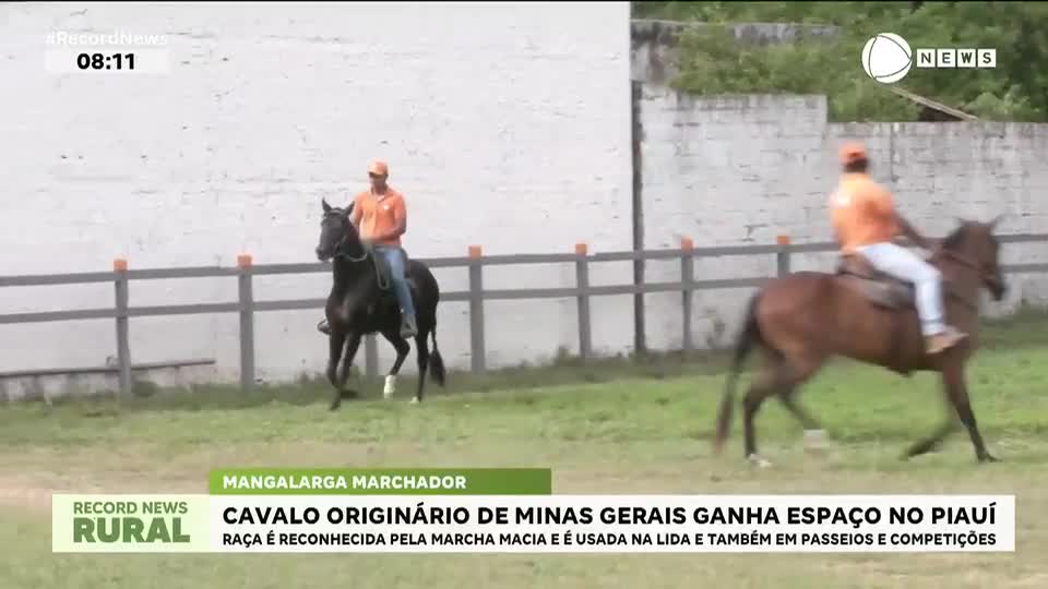 Raça de cavalo originária de Minas Gerais ganha espaço no Piauí