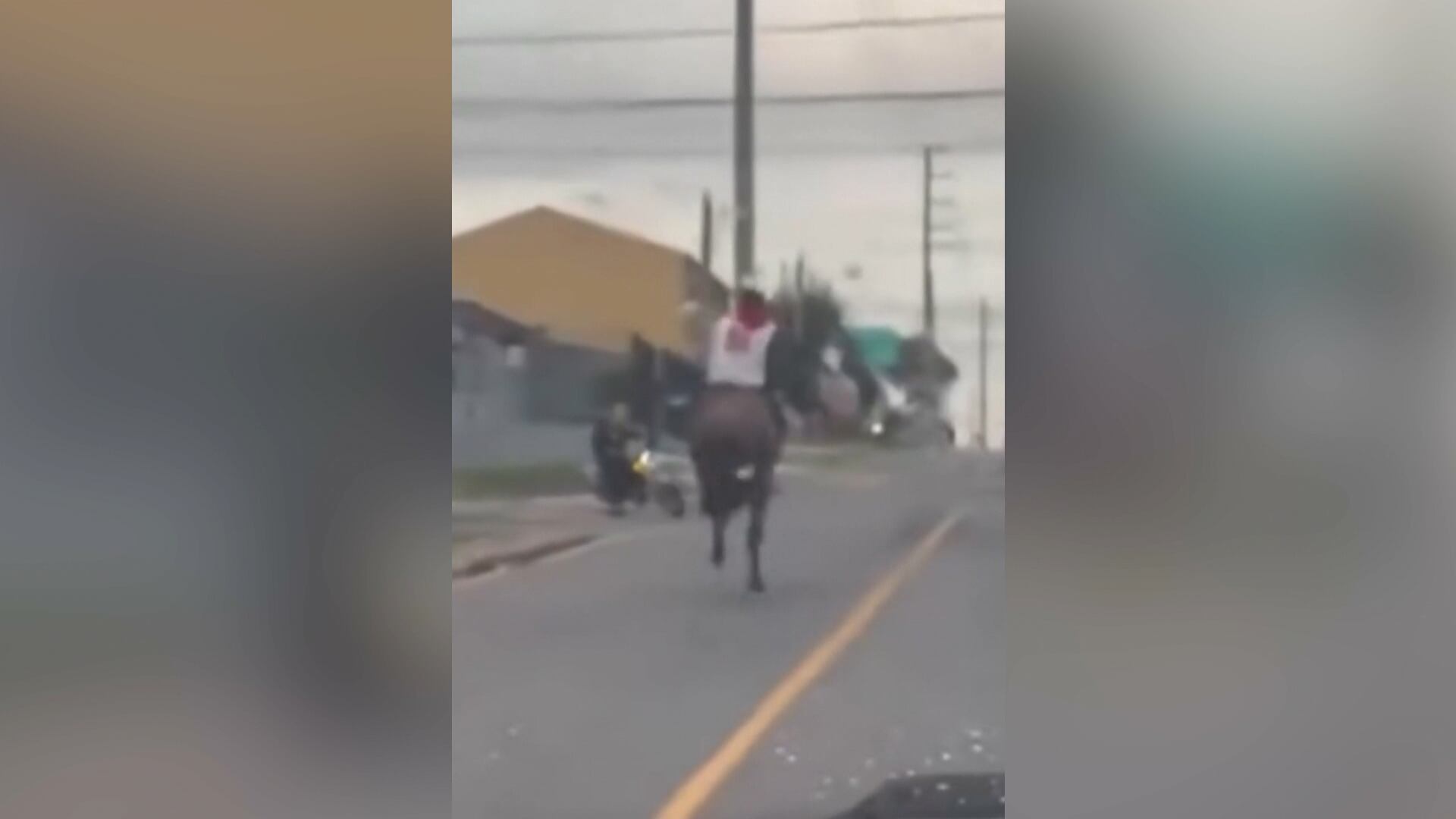 Cavalo na contramão bate de frente com motociclista em Curitiba (PR); veja vídeo