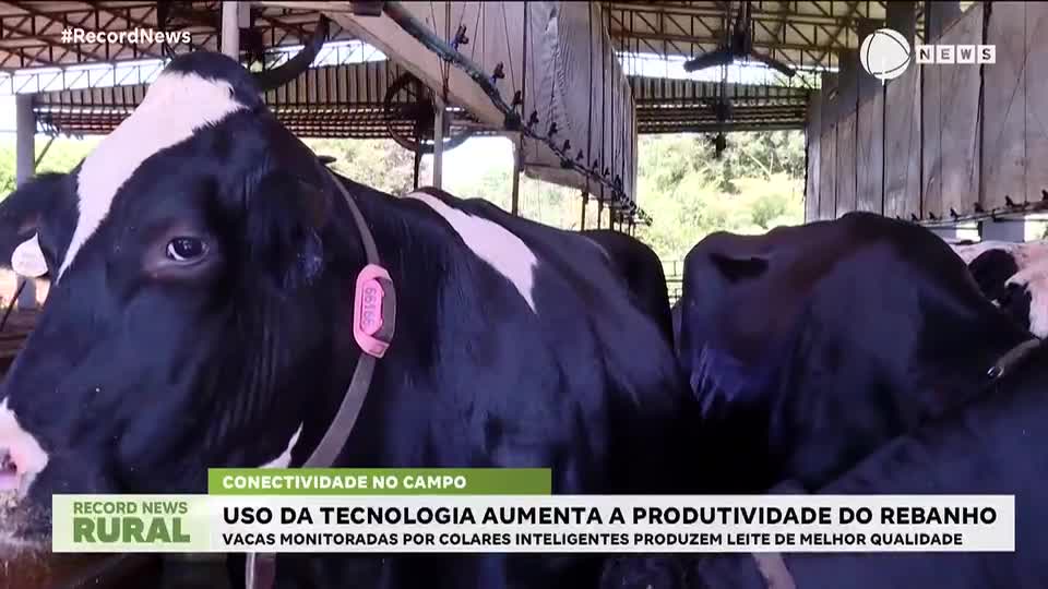 Uso da tecnologia aumenta a produtividade do rebanho