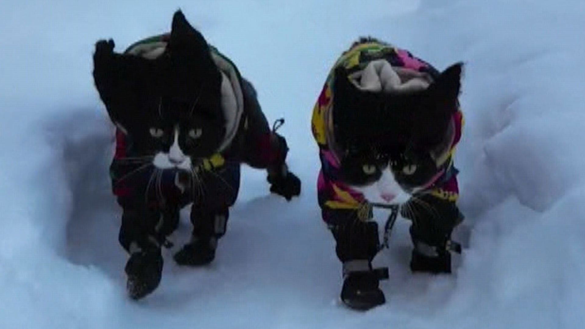 Felinos fazem sucesso com vídeos nas redes sociais