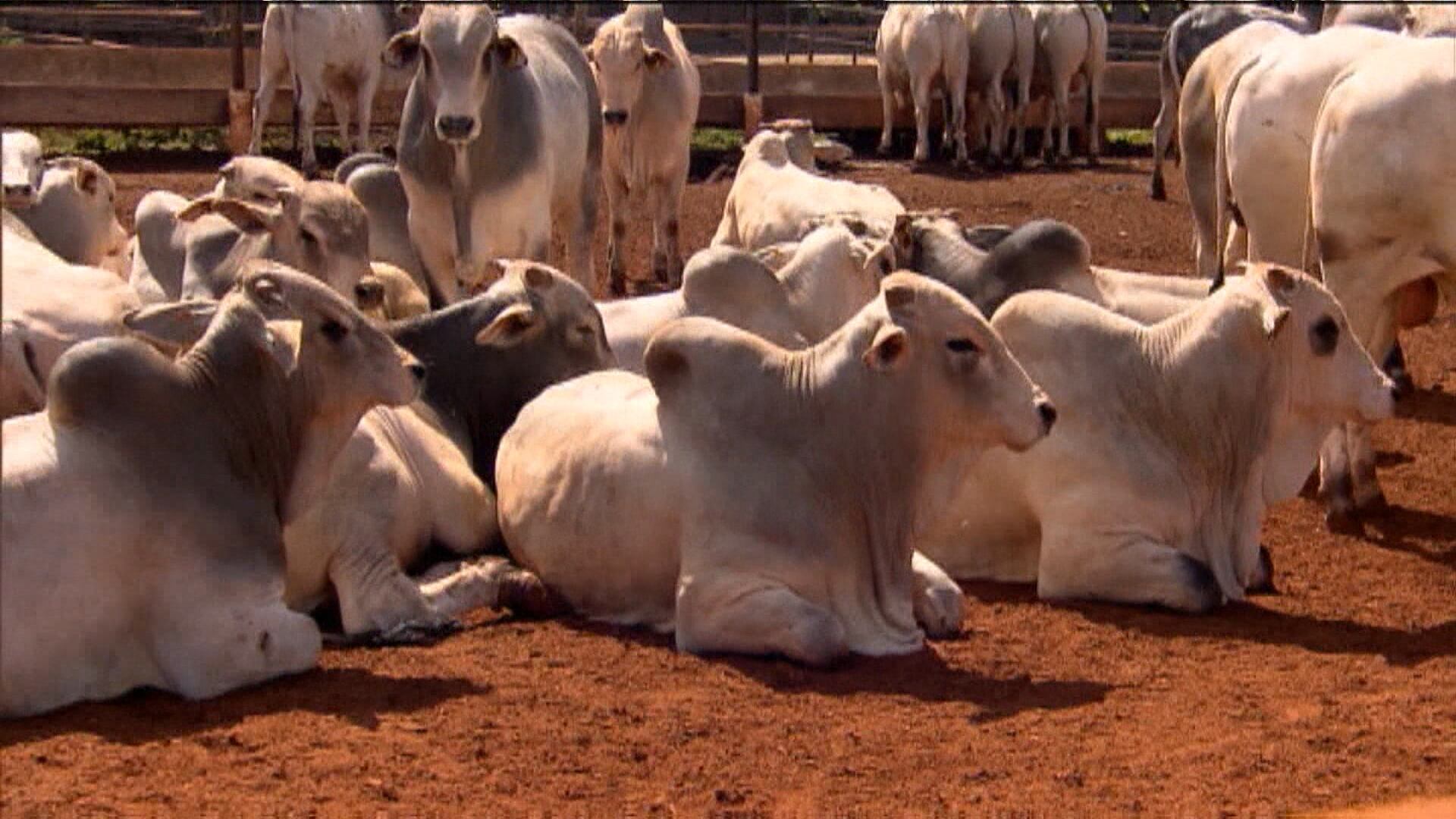 Arroba do boi sobe com demandas aquecidas
