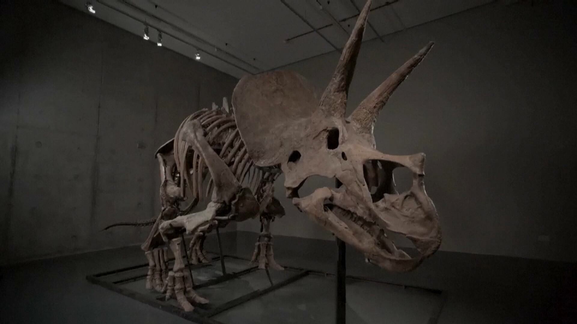 Esqueleto raro e famoso de 'tricerátops' vai a leilão