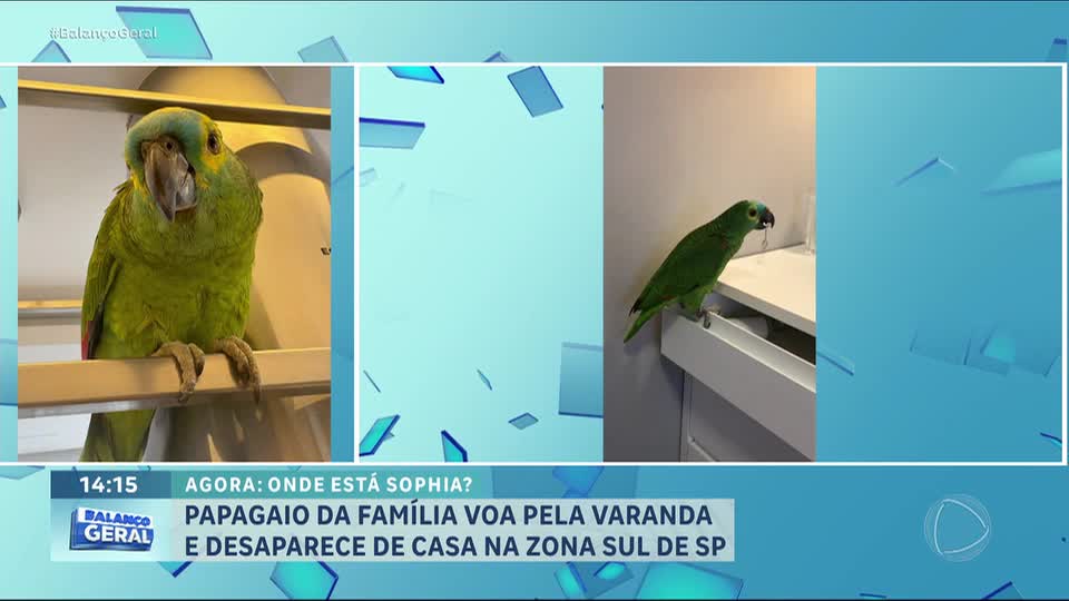 Família procura papagaia desaparecida há cinco dias no Morumbi, em São Paulo