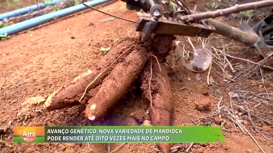 Nova variedade de mandioca pode render até 8 vezes mais no campo