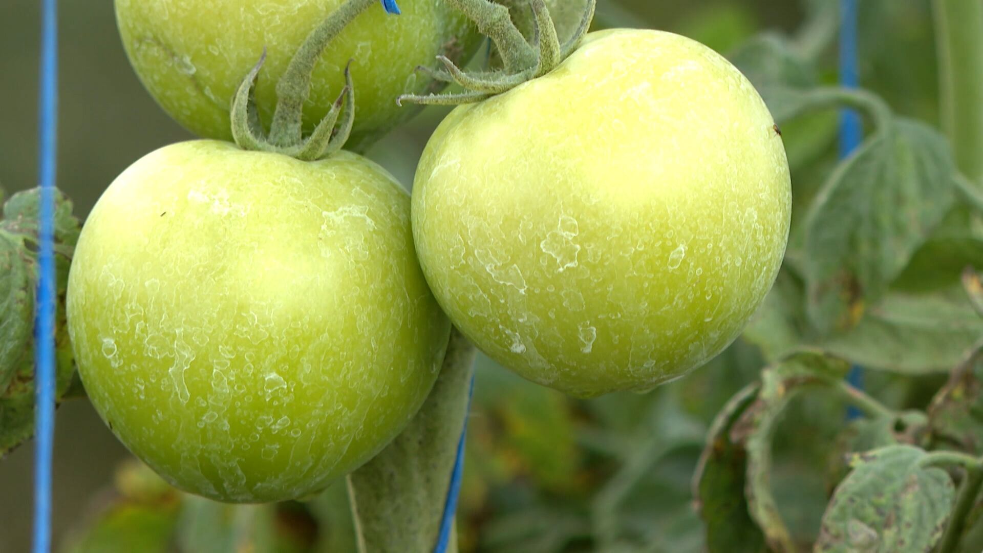Produto usado pelos agricultores evita danos à plantação