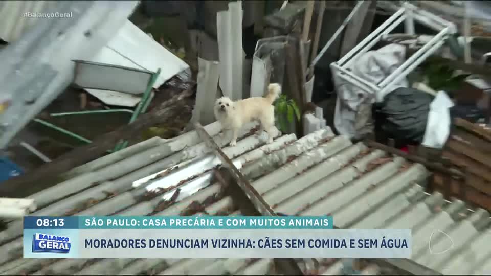 Moradores denunciam vizinha por maus-tratos a animais na zona leste de São Paulo