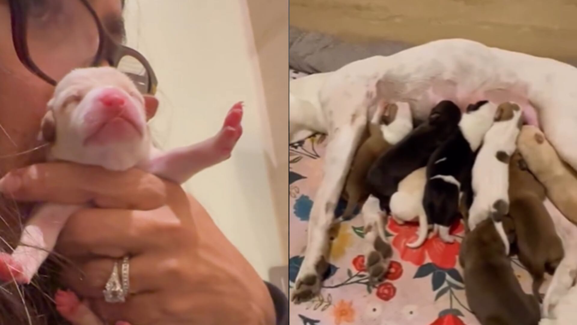 Cadela resgatada por Salma Hayek dá à luz mais de 10 filhotes