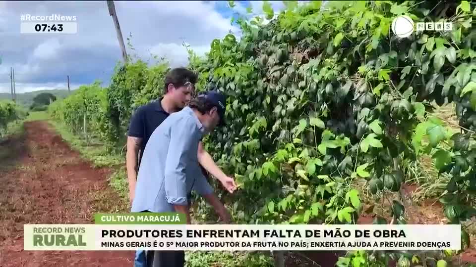 Produtores enfrentam falta de mão de obra no cultivo do maracujá