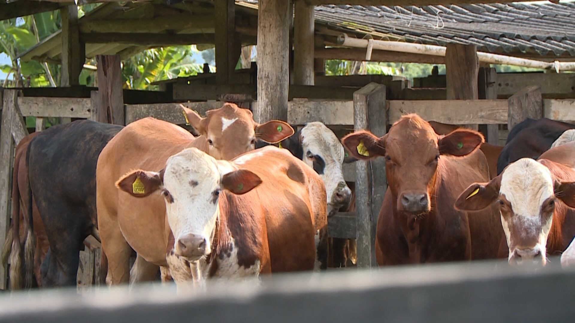 Governo brasileiro vai exportar bovinos e búfalos para país africano