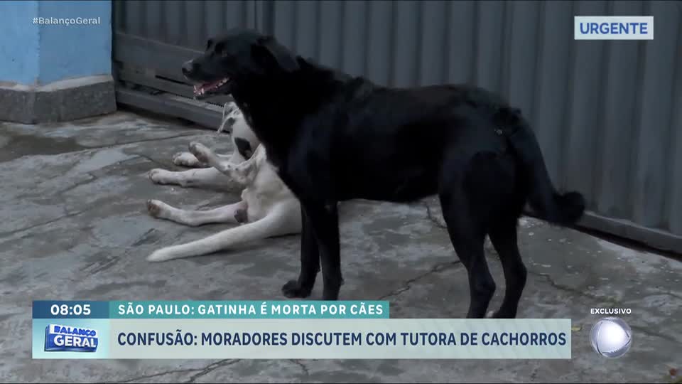 Cães ferozes matam gatinha e amedrontam moradores de bairro de Santo André (SP)