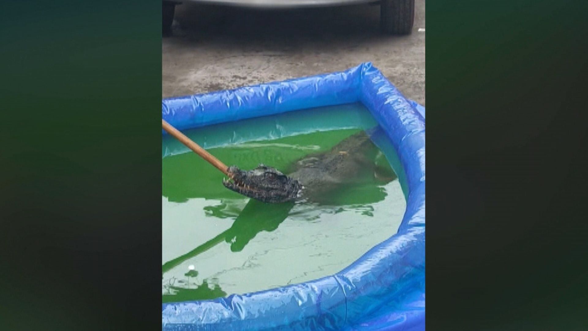 Jacaré é resgatado de piscina infantil de plástico em Manaus