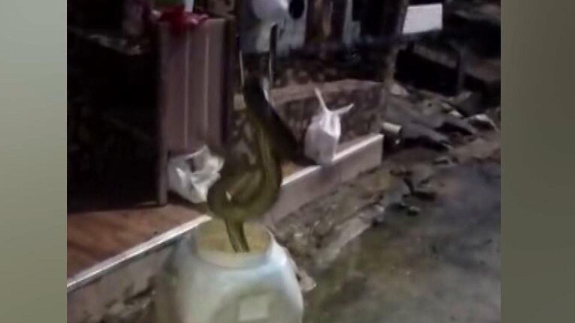 Sucuri de quase dois metros assusta morador de Manaus (AM)