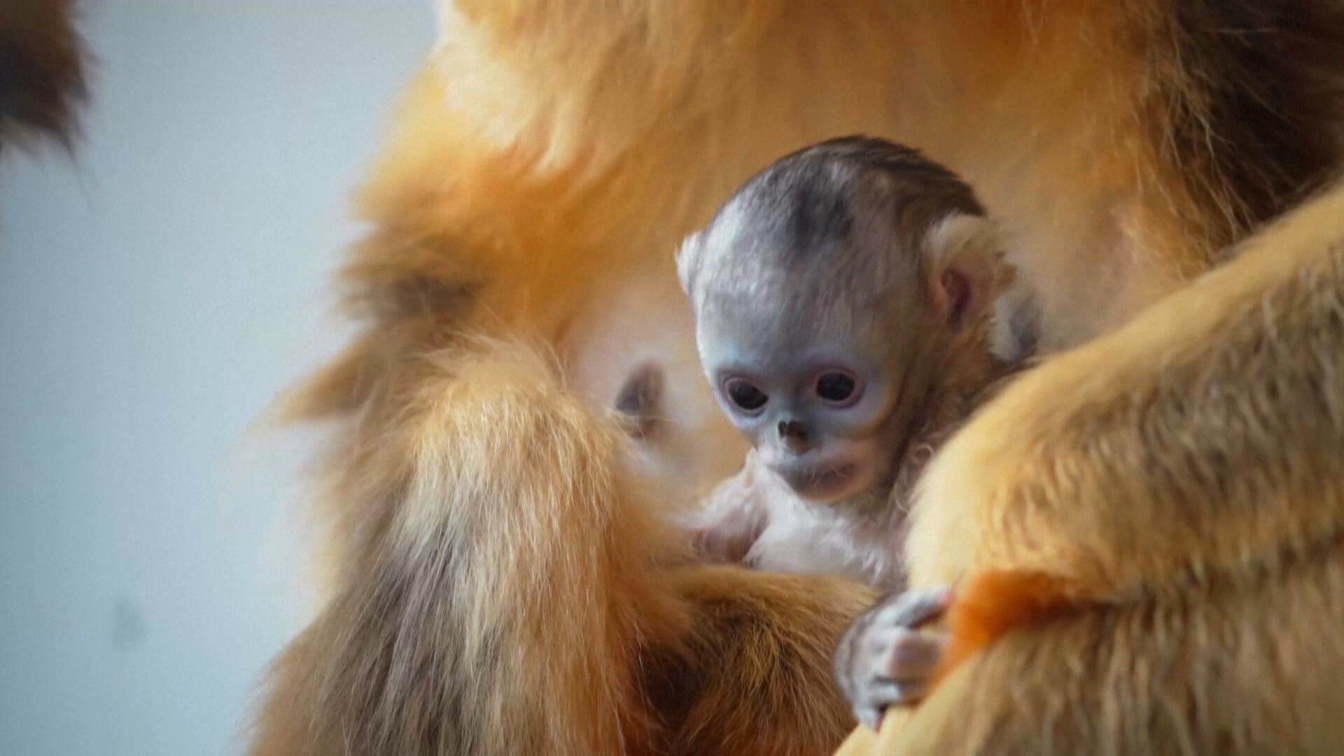 Nascimento de espécie rara de animal chama a atenção na Europa