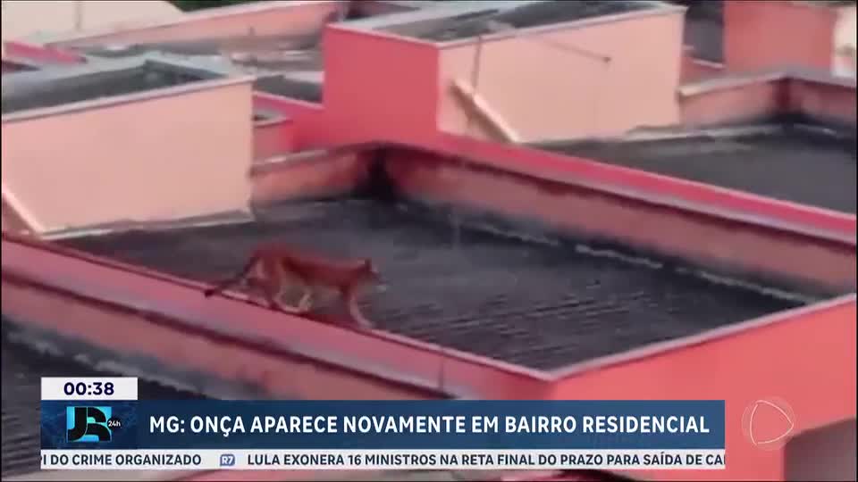 MG: onça é vista novamente em Esmeraldas e mobiliza autoridades