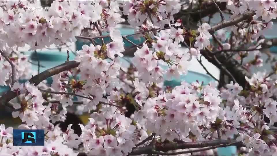 Reta final da floração de cerejeiras em Tóquio traz alerta sobre clima e economia