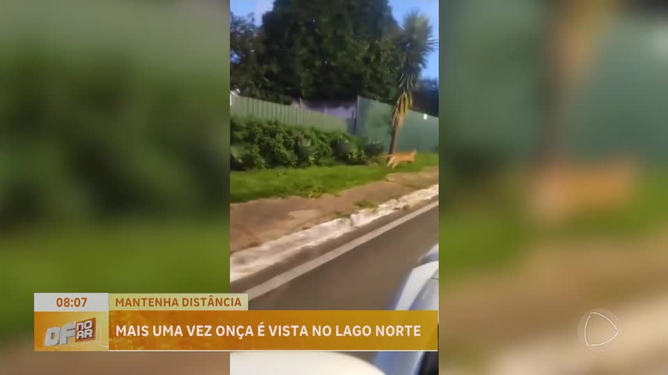 Onça é filmada na rua do Lago Norte (DF)