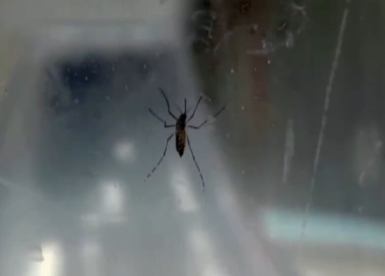 Número de casos de chikungunya aumenta 60% no município do Rio