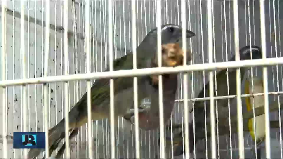 Aumento do tráfico de animais e plantas preocupa autoridades brasileiras