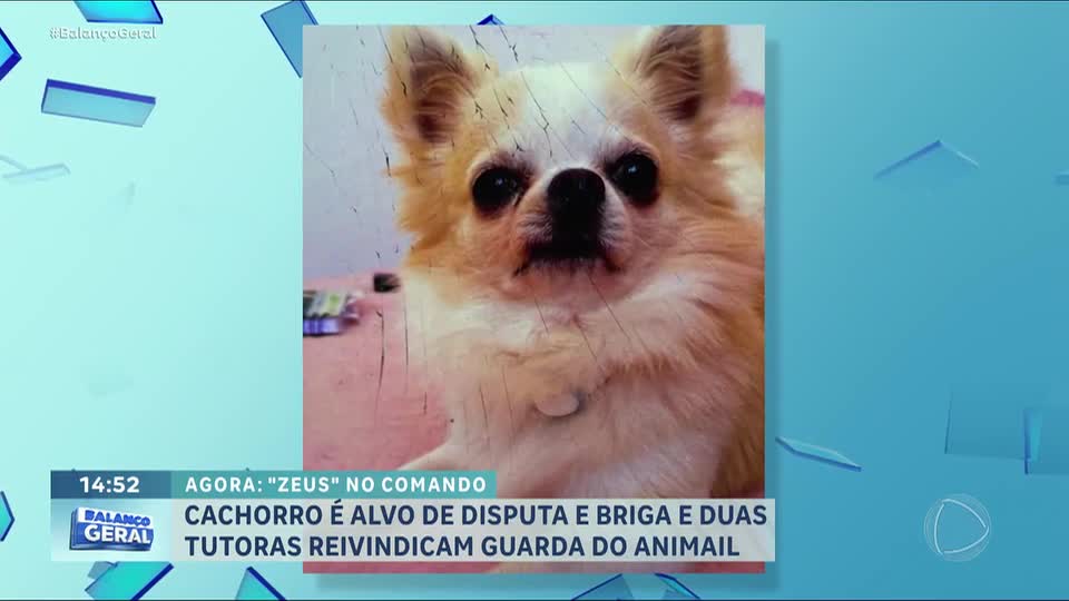 Cachorro é alvo de disputa e duas tutoras brigam pela guarda do animal