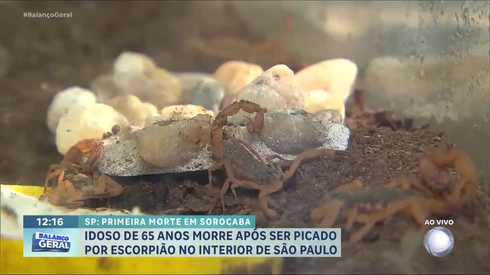 Idoso de 65 anos morre após ser picado por escorpião em Sorocaba (SP)