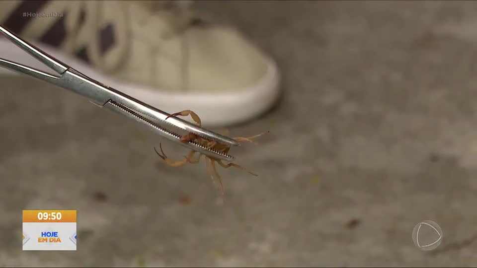 Casos de ataques por escorpiões crescem no Brasil; veja cuidados essenciais