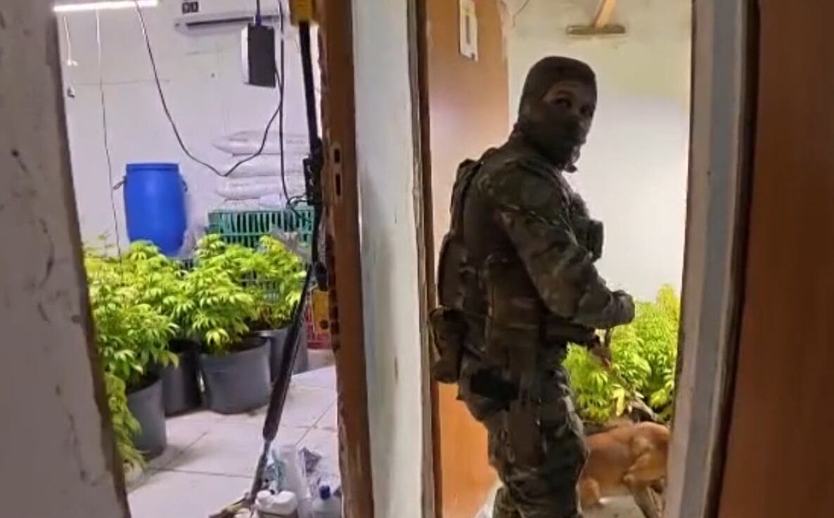 Polícia encontra estufa de maconha durante operação contra união de facções no Rio