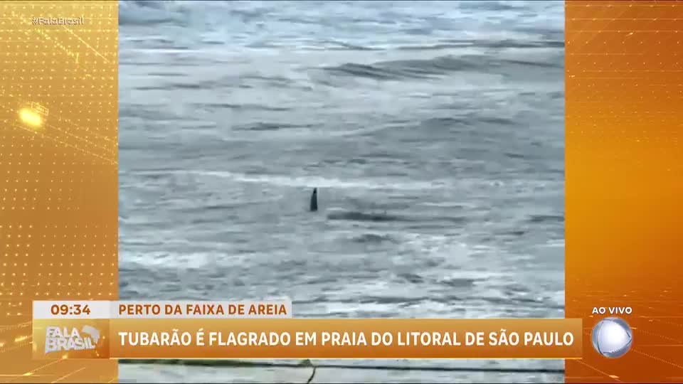 Tubarão é avistado próximo a banhistas em praia do Guarujá (SP)