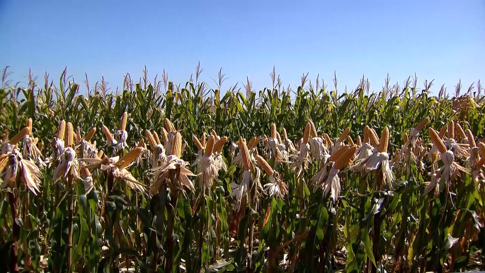 Milho: valorização do real e avanço da colheita impactam valores no mercado