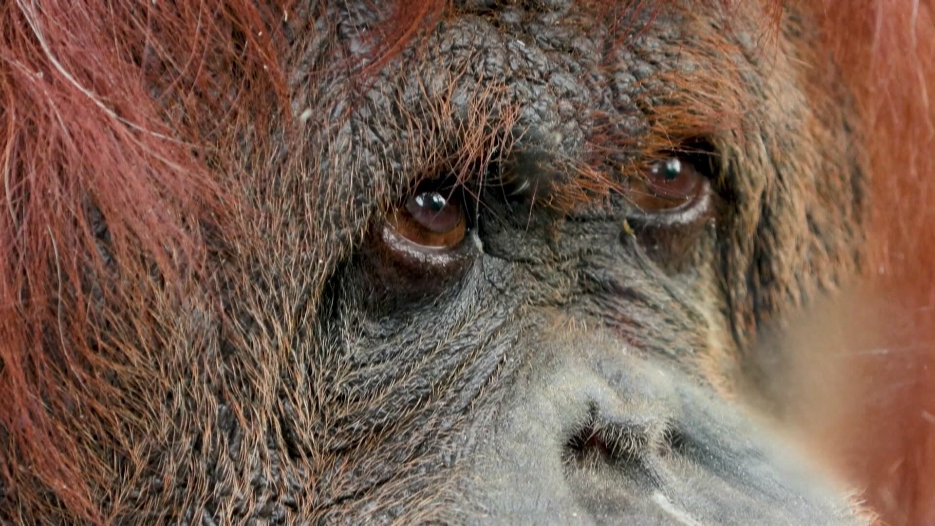 Orangotango de zoológico ganha novo lar cinco vezes maior