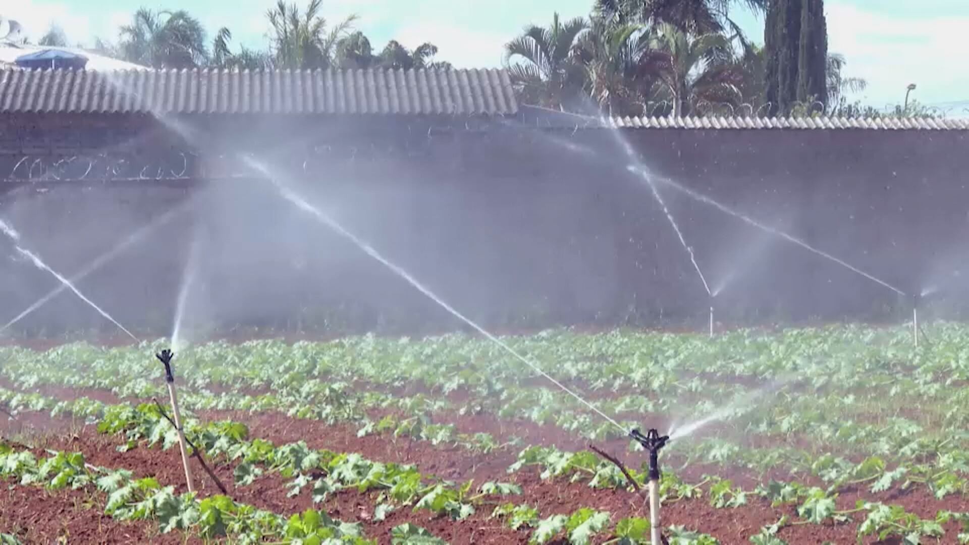 Irrigação eficiente garante bom uso do recurso