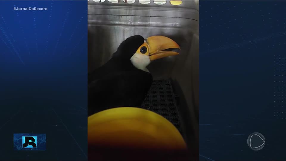 Trabalho de preservação das aves continua após resgate com monitoramento por pesquisadores