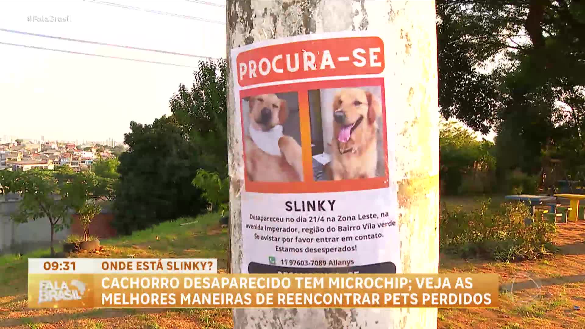 Tutora espalha cartazes para encontrar cachorro desaparecido na zona leste  de SP, image size:1920x1080