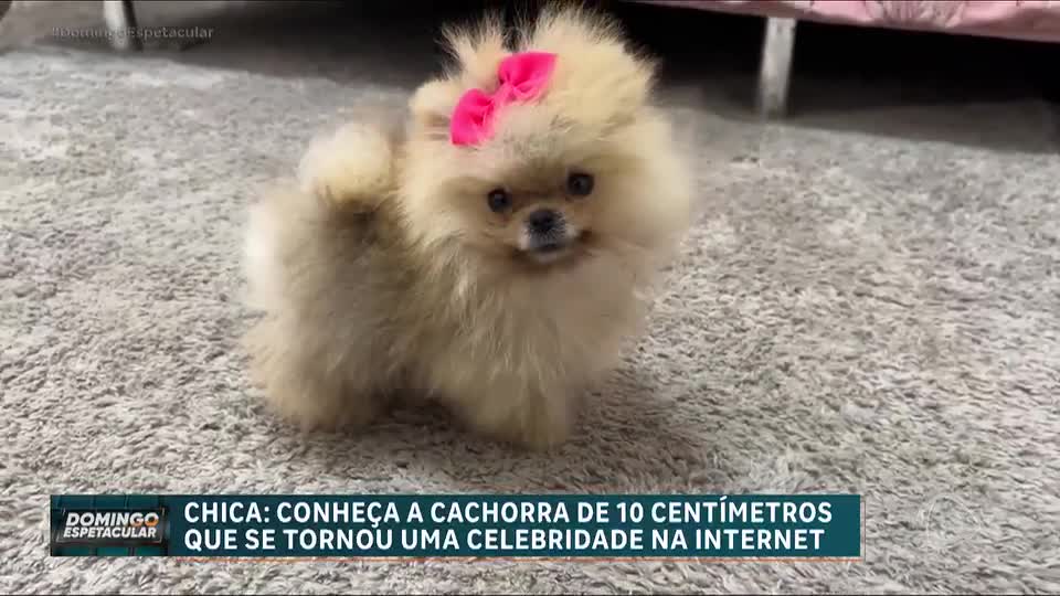 Conheça Chica, a cachorrinha de 300 gramas que conquista corações com seu tamanho e carisma