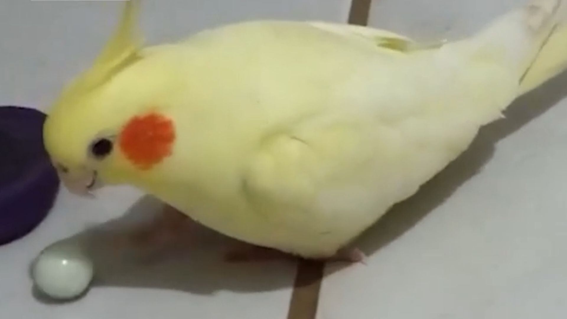 Vai pra Copa? Cacatua mostra que tem habilidade com a bola