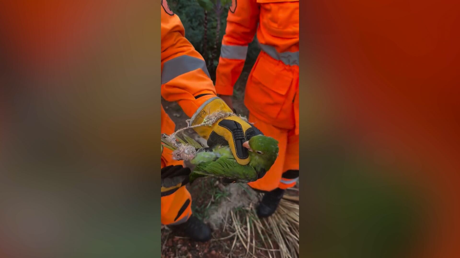 Bombeiros realizam o resgate de ave em Minas Gerais