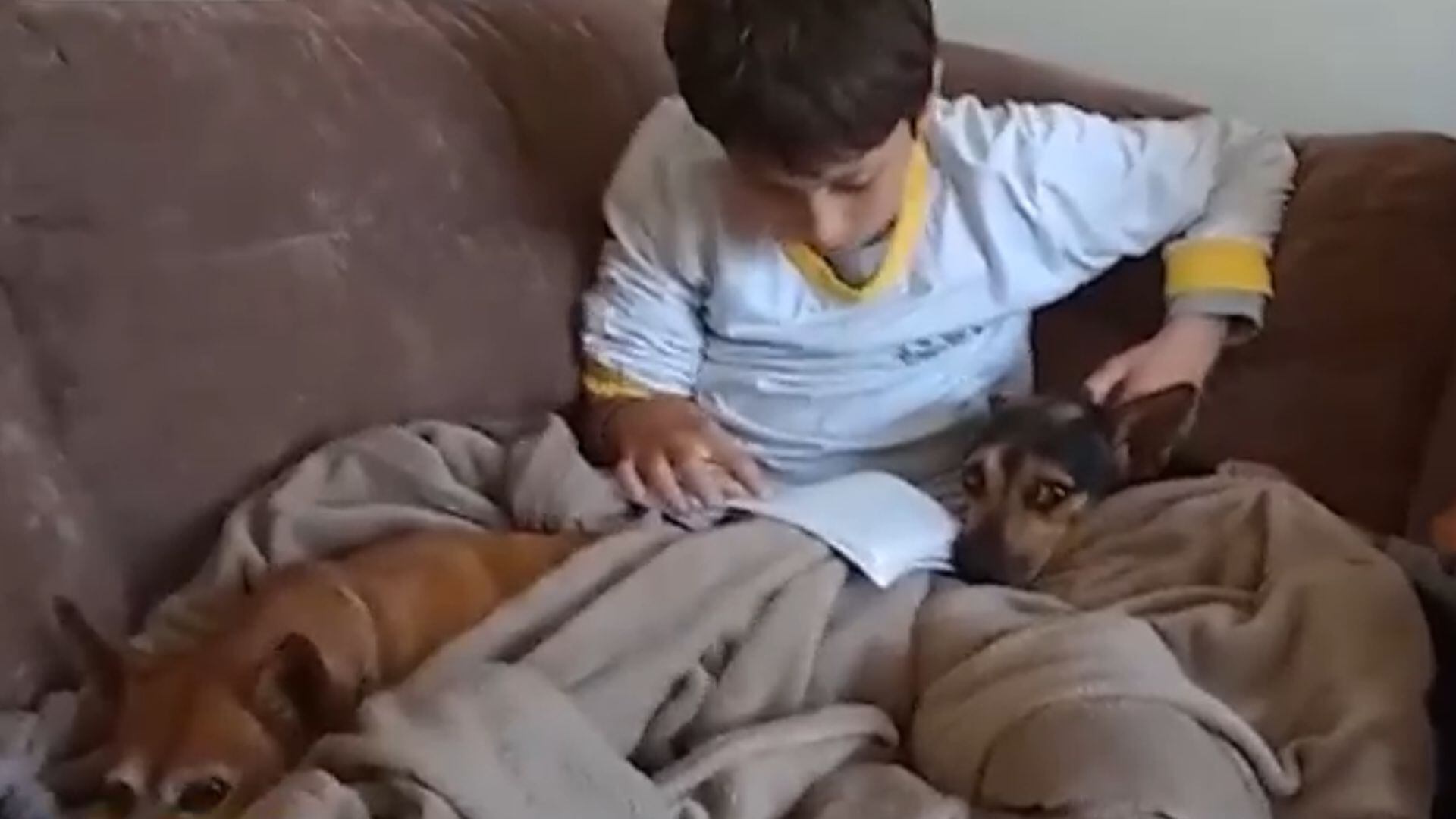 Entre livros e cobertas, cachorros se aconchegam aos tutores para curtir o clima frio