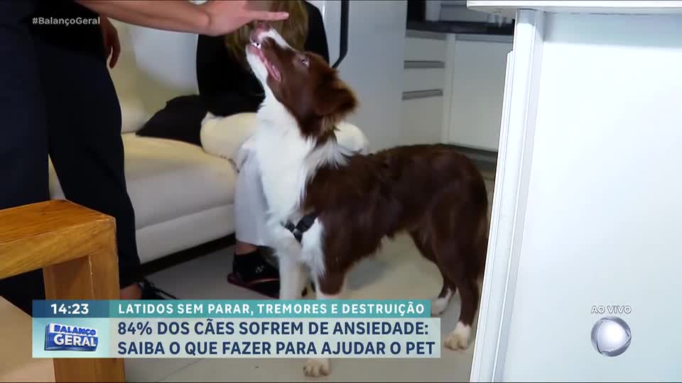 Mais de 80% dos cães apresentam sinais de ansiedade; saiba como identificar