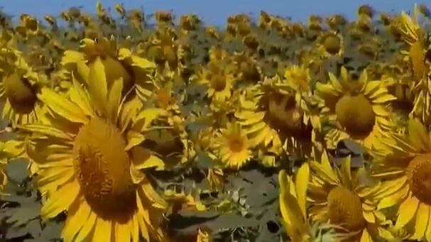 Florada de girassóis chama a atenção pela beleza