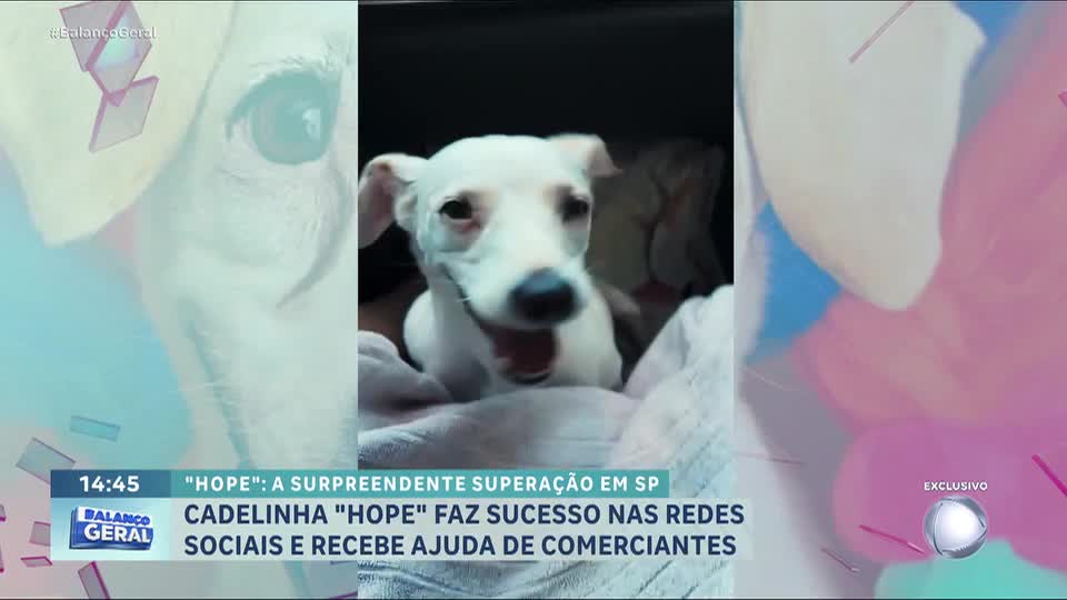 SP: cadela vítima de atropelamento encanta a internet e busca adoção