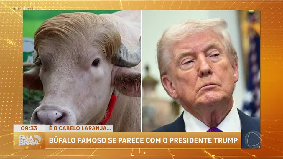 Búfalo albino se torna atração em Bangladesh por semelhança com Donald Trump