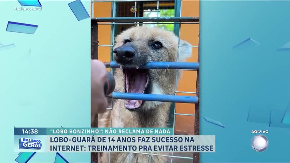 Lobo-guará faz sucesso na internet com treinamento para evitar o estresse